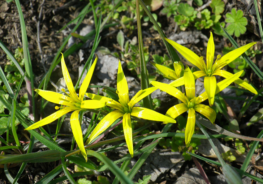  низенькі (Gagea pusilla)